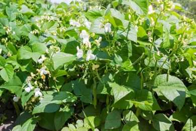 Đậu xanh – Cách trồng, Chăm sóc và Thu hoạch Đậu