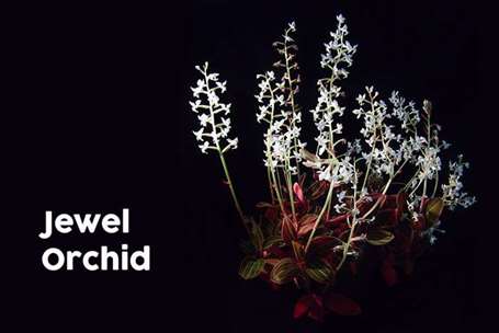 jewel orchid ludisia discolor.jpg