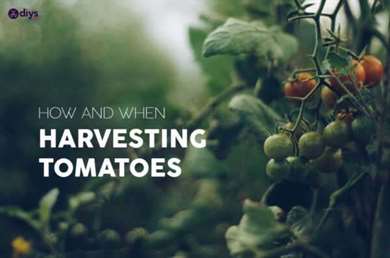harvesting tomatoes.jpg
