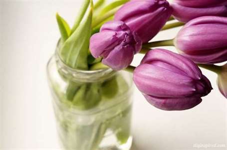 Mason Jar với hoa tulip