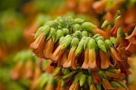 Kalanchoe tubiflora