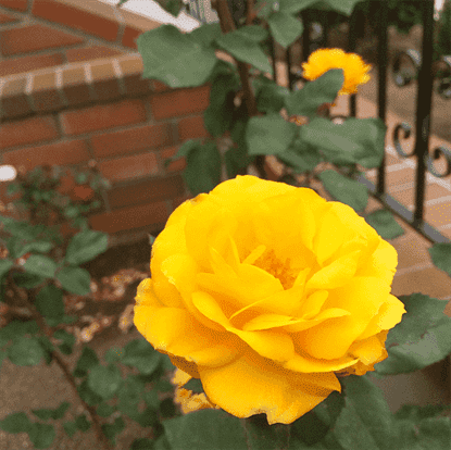 Hoa hồng vàng