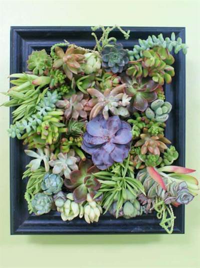 Hộp bóng vườn Succulennt