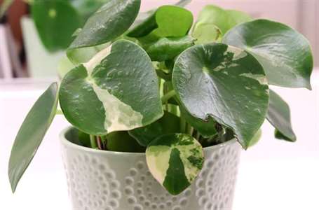 Peperomia polybotrya nhiều màu