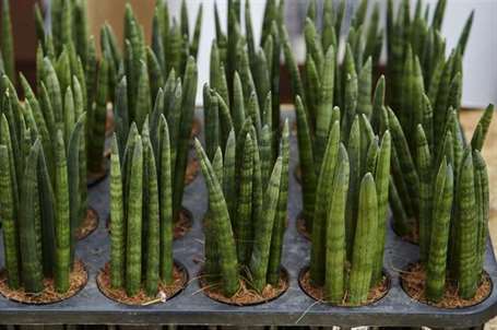 Sansevieria cylindrica