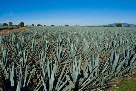   Cây Agave Blue Glow