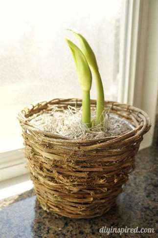 Trồng cây Amaryllis Bulb