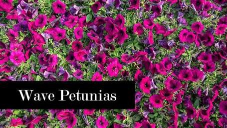 Wave petunia chăm sóc