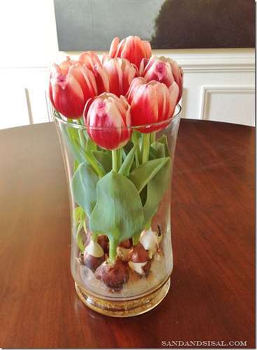 39 buộc hoa tulip trong nước