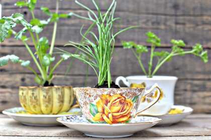 teacup herb favors.jpg