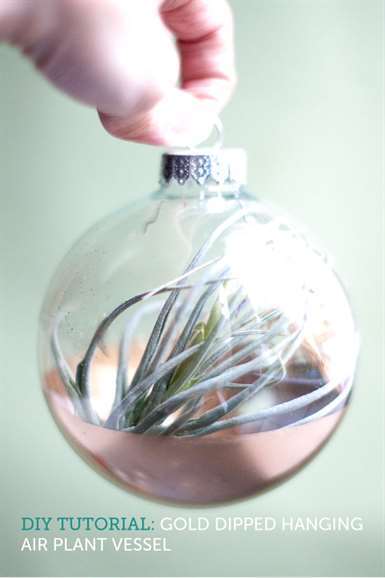 hướng dẫn tự làm airplant vàng