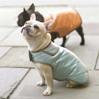 hướng dẫn may áo khoác cho chó