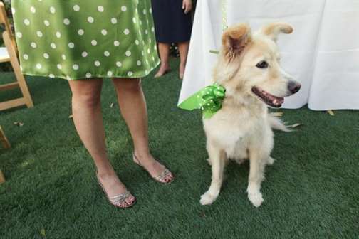 1643837491 478 Green Polka Dot Manhattan Beach Wedding