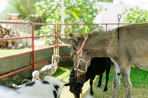 Barnyard Bash của Noa về ý tưởng bữa tiệc của Kara |  KarasPartyIdeas.com