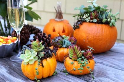 DIY Fall Succulent Pumpkin Centre