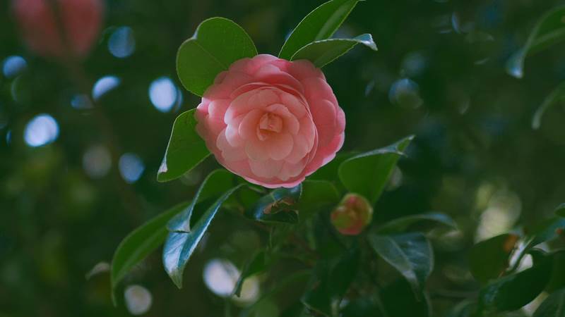 1644815891 858 YeuBepCoHoa Hoa tra hay con goi la son tra Camellia