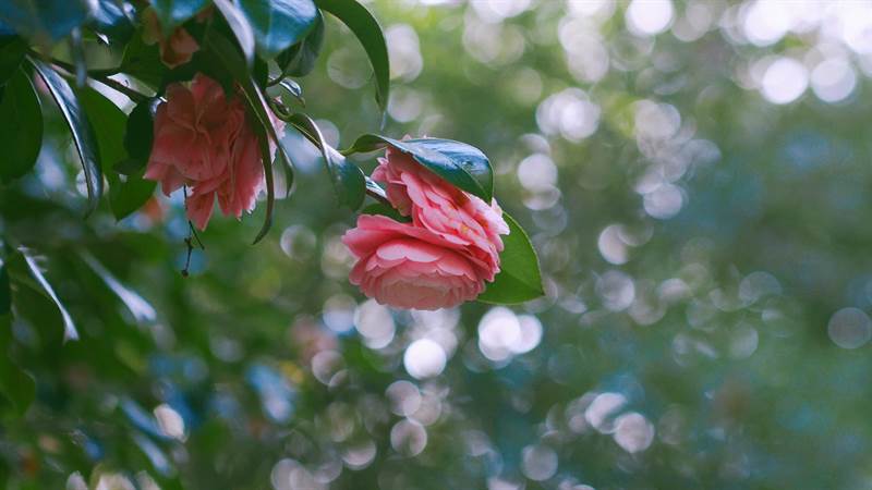 YeuBepCoHoa Hoa tra hay con goi la son tra Camellia