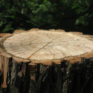 tree stump 3350196 1920 e1615210348905.jpg