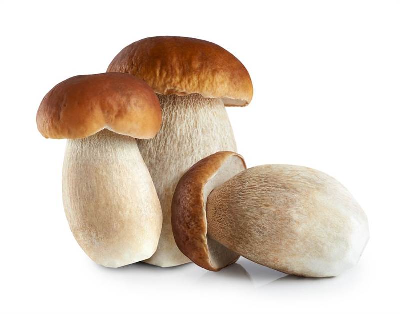 Nấm porcini