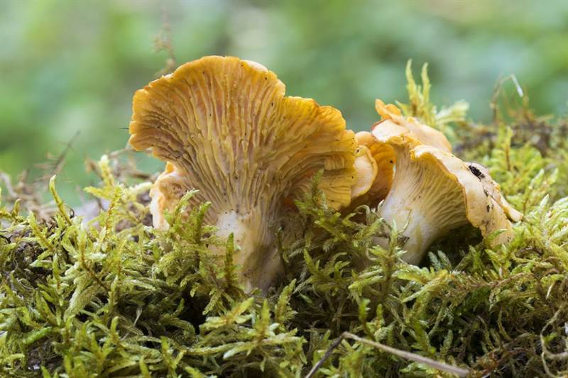 Nấm Chanterelle