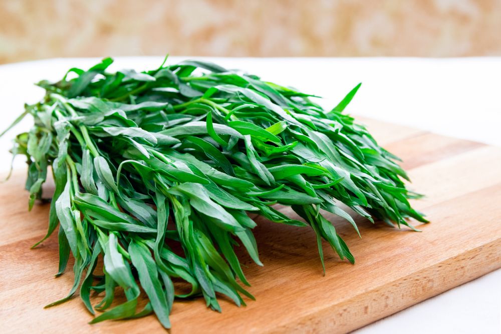 Tarragon như một chất thay thế thì là