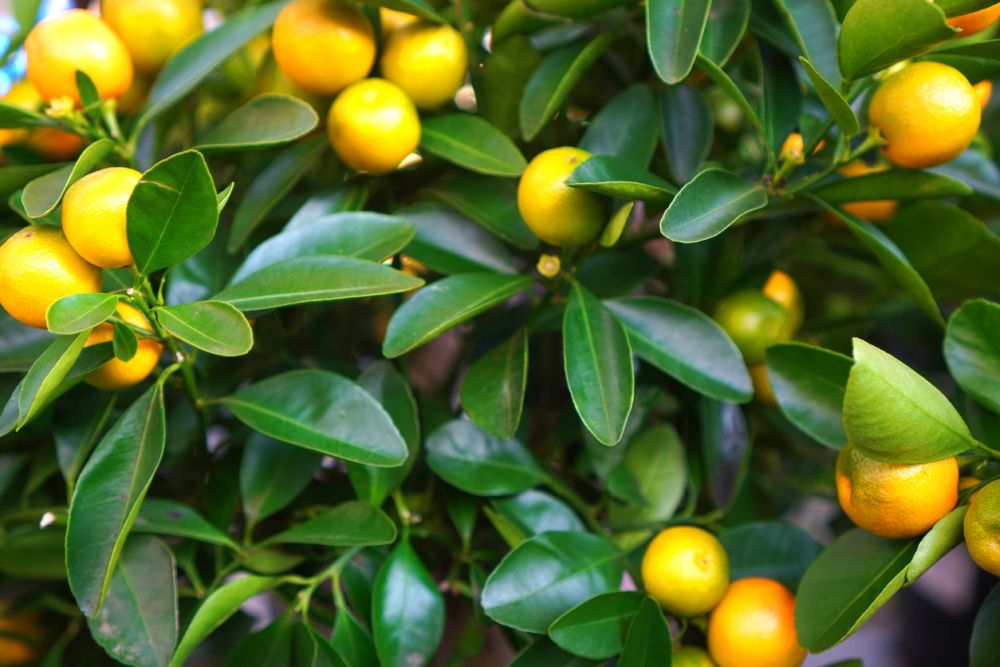 Citrus microcarpa