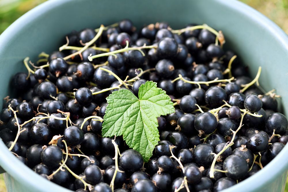 Black currant care tips