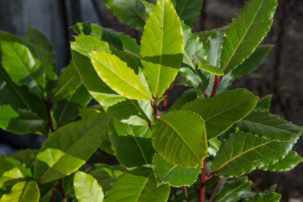 Laurus nobilis