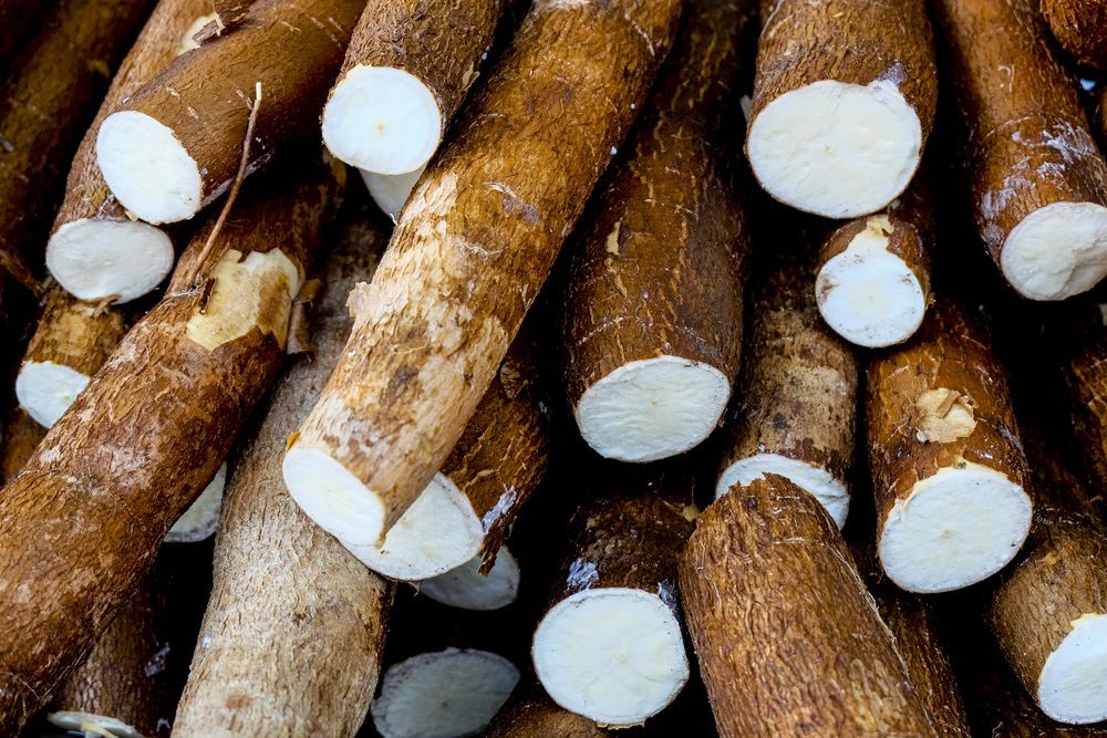 Casscava care cassava types