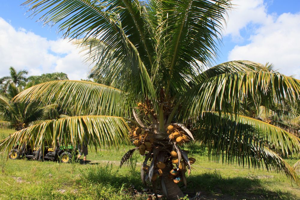 Dừa lùn Fiji