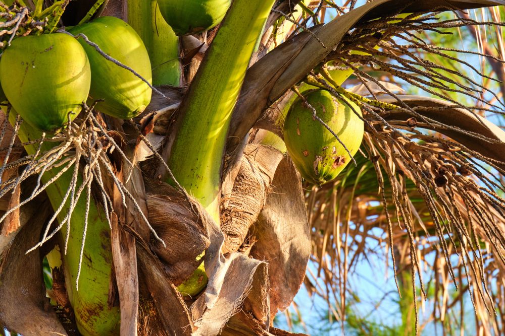 Cây dừa maypan