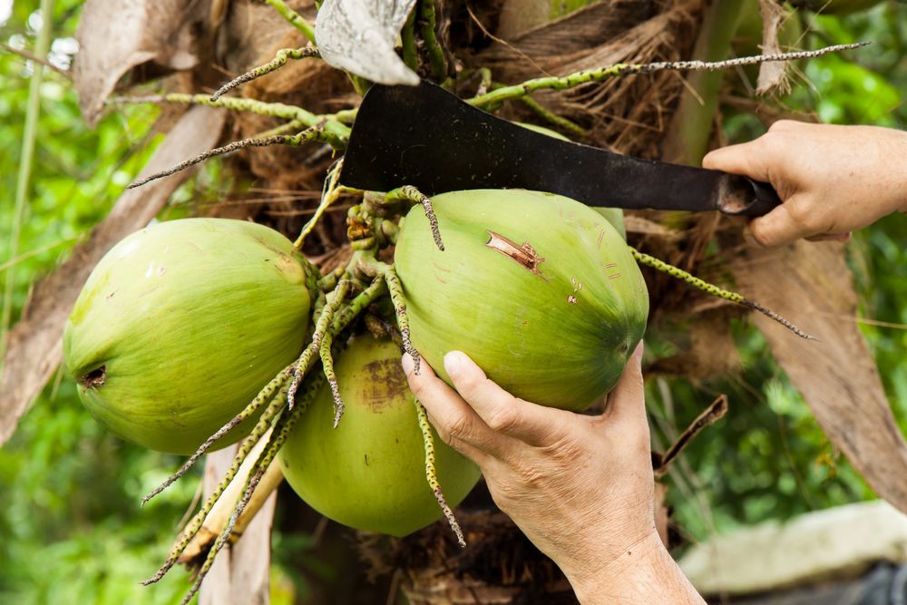 mẹo thu hoạch dừa