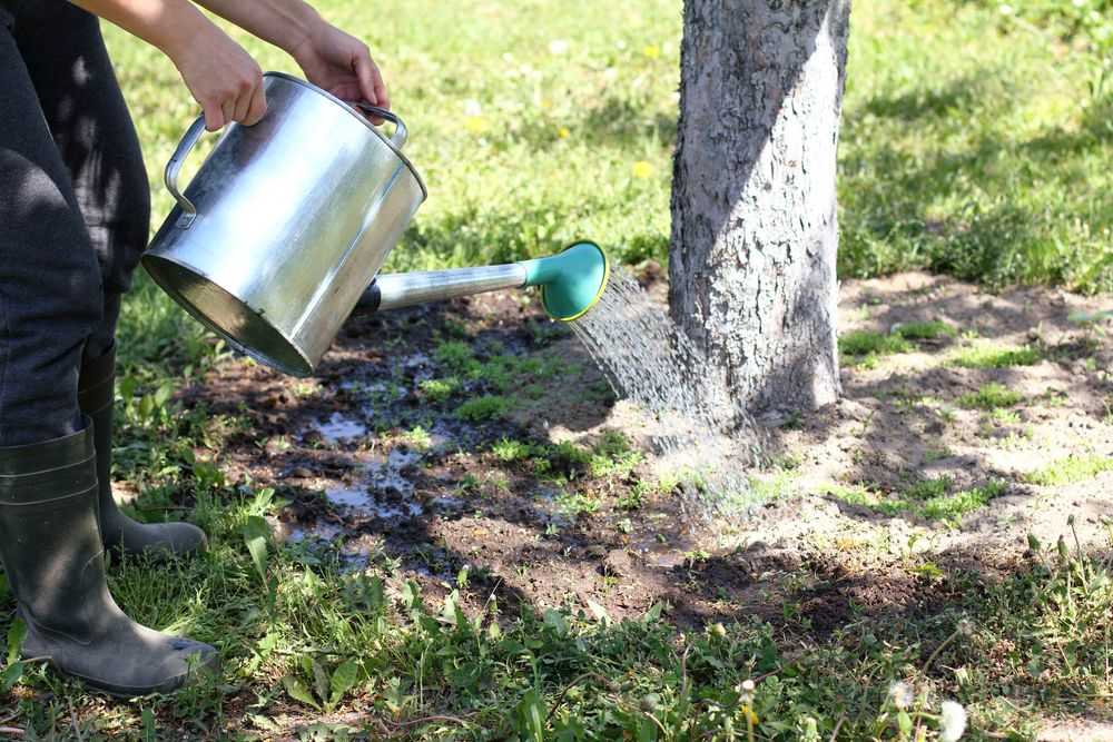 Watering how to plant a tree