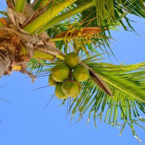 coconut-tree-care.jpg