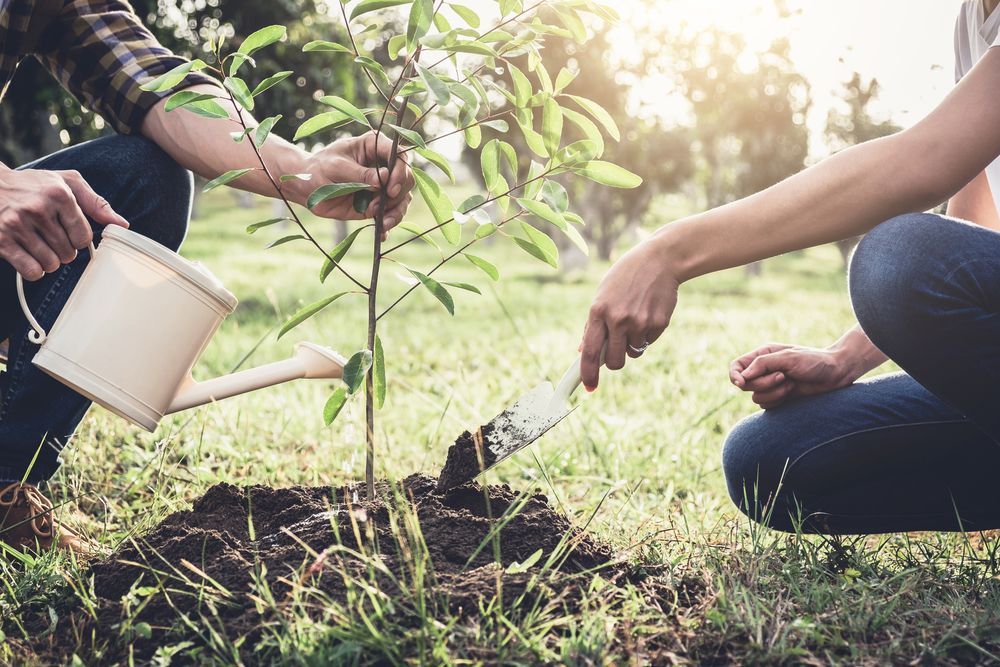 Tree Planting 101 Best Tips on How to Plant a