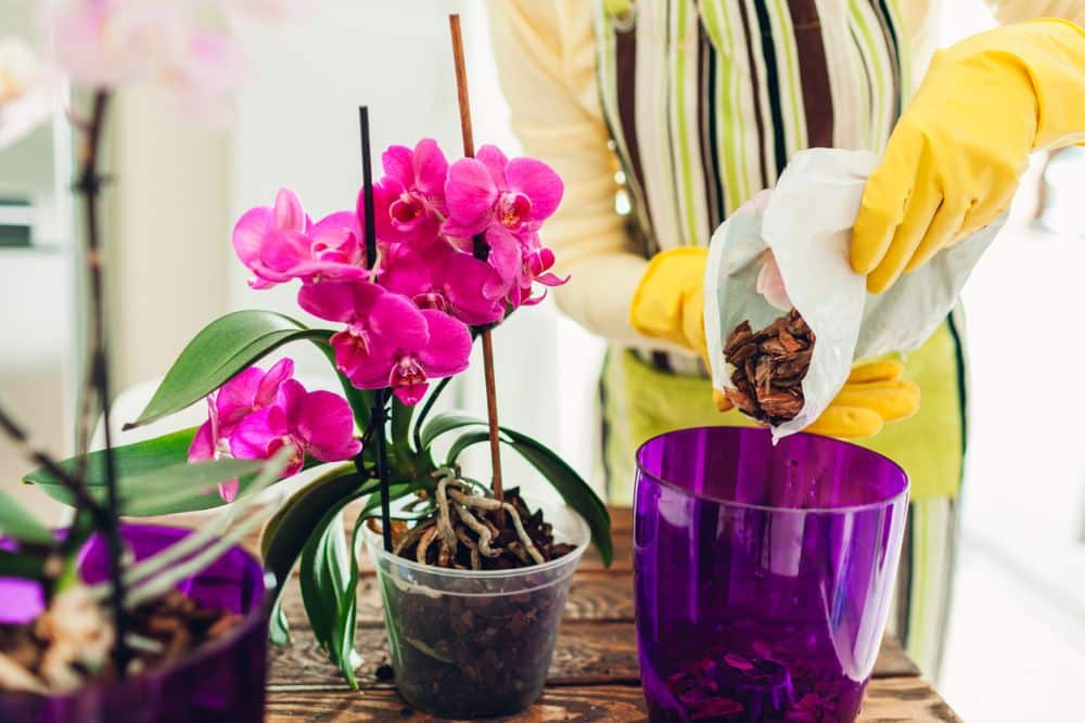 how-to-repot-an-orchid-plant.jpg