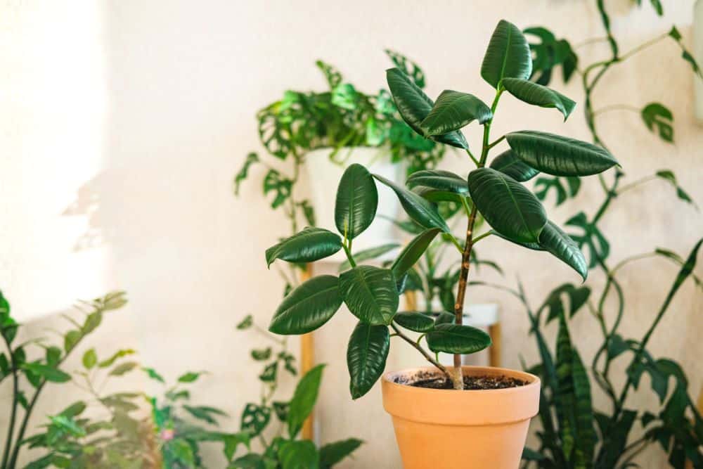 how-to-repot-a-rubber-plant.jpg